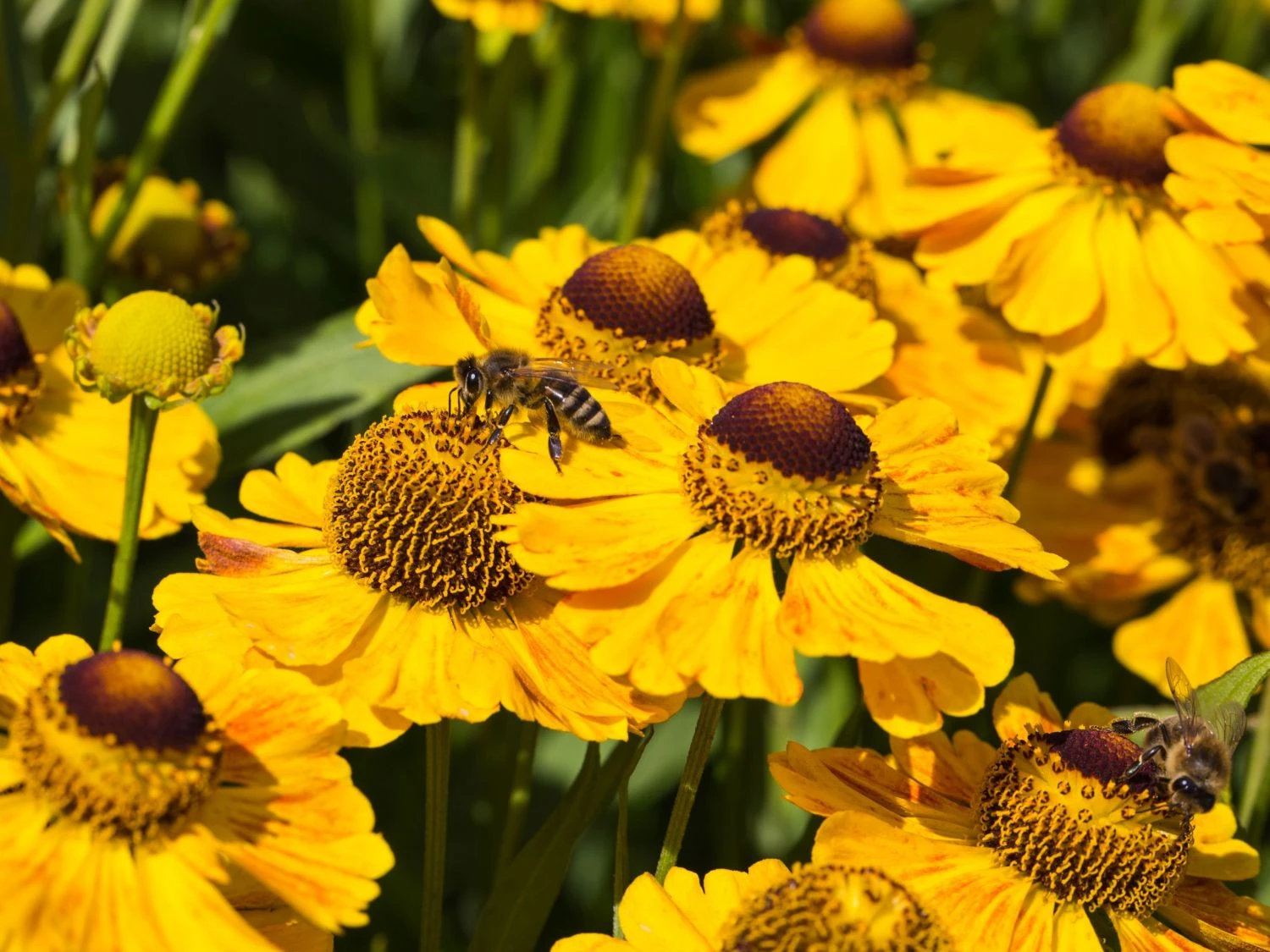 Sonnenbraut 'Zimbelstern' 7 Sonnenbraut 'Zimbelstern' – Bild 7