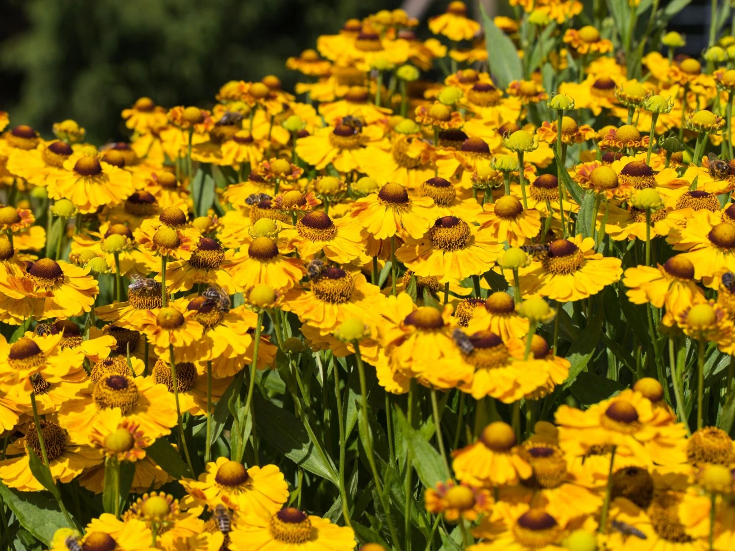 Sonnenbraut 'Zimbelstern' 9 Sonnenbraut 'Zimbelstern' – Bild 9