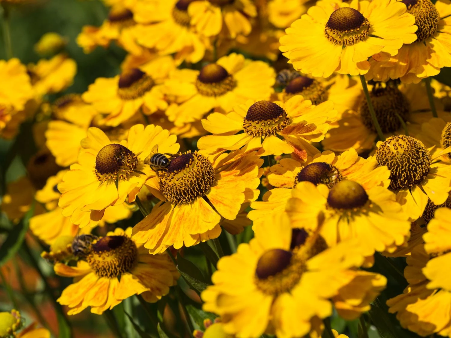 Sonnenbraut 'Zimbelstern' 8 Sonnenbraut 'Zimbelstern' – Bild 8