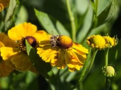 Sonnenbraut 'Zimbelstern' 21 Sonnenbraut 'Zimbelstern' -Edelrosen Geschaft sonnenbraut zimbelstern m058740 w 3