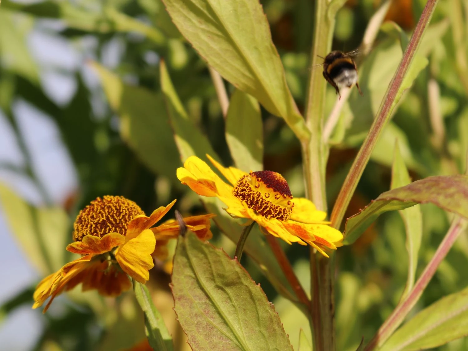 Sonnenbraut 'Zimbelstern' 2 Sonnenbraut 'Zimbelstern' – Bild 2