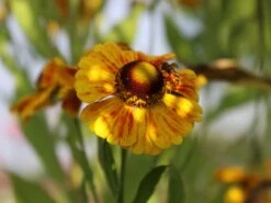 Sonnenbraut 'Zimbelstern' 15 Sonnenbraut 'Zimbelstern' -Edelrosen Geschaft sonnenbraut zimbelstern m058740 w 5