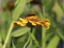 Sonnenbraut 'Zimbelstern' 17 Sonnenbraut 'Zimbelstern' -Edelrosen Geschaft sonnenbraut zimbelstern m058740 w 6