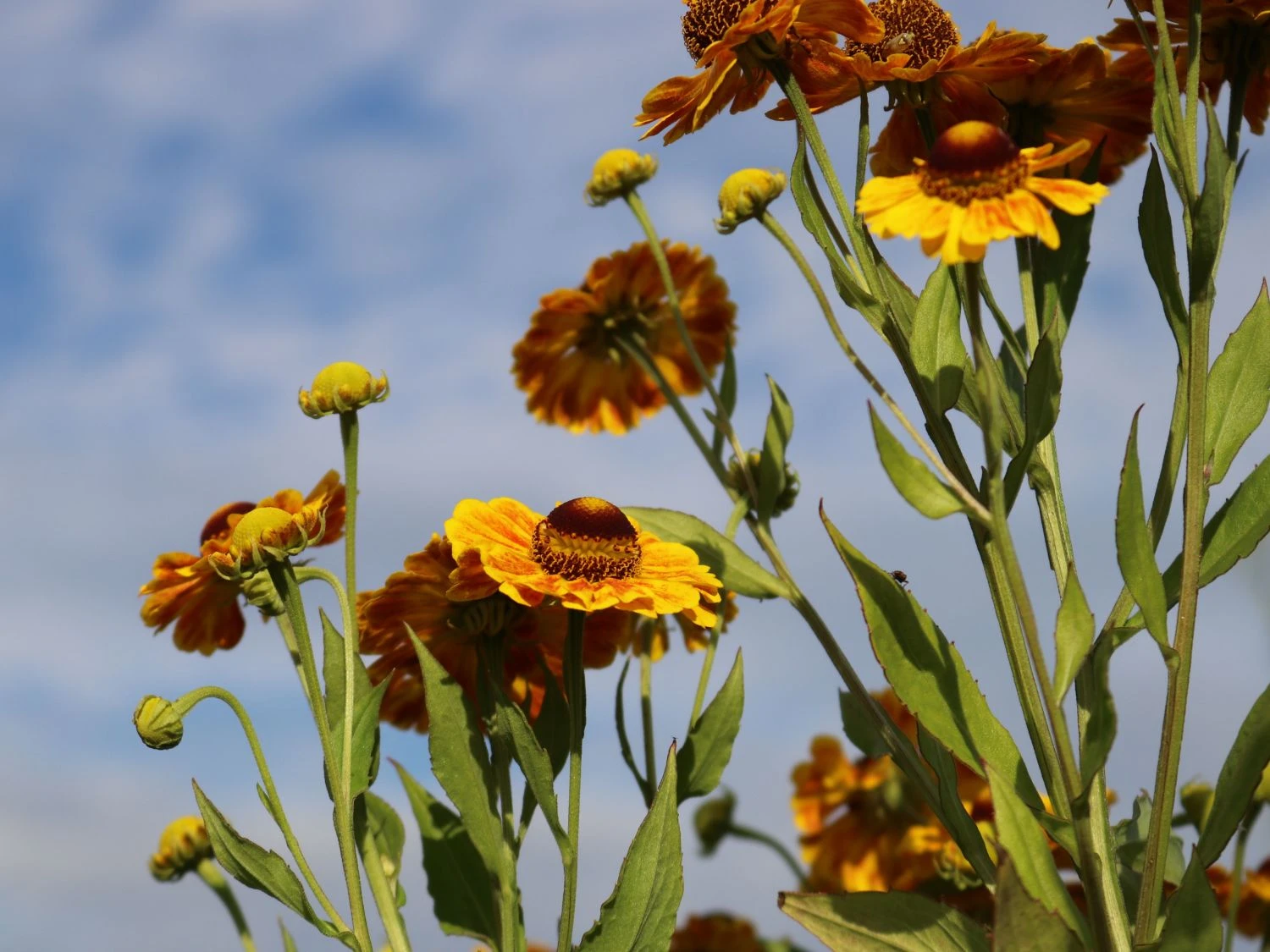 Sonnenbraut 'Zimbelstern' 5 Sonnenbraut 'Zimbelstern' – Bild 5