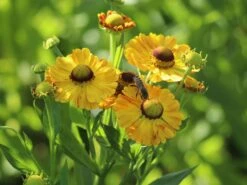 Sonnenbraut 'Zimbelstern' 14 Sonnenbraut 'Zimbelstern' -Edelrosen Geschaft sonnenbraut zimbelstern m058740 w 8