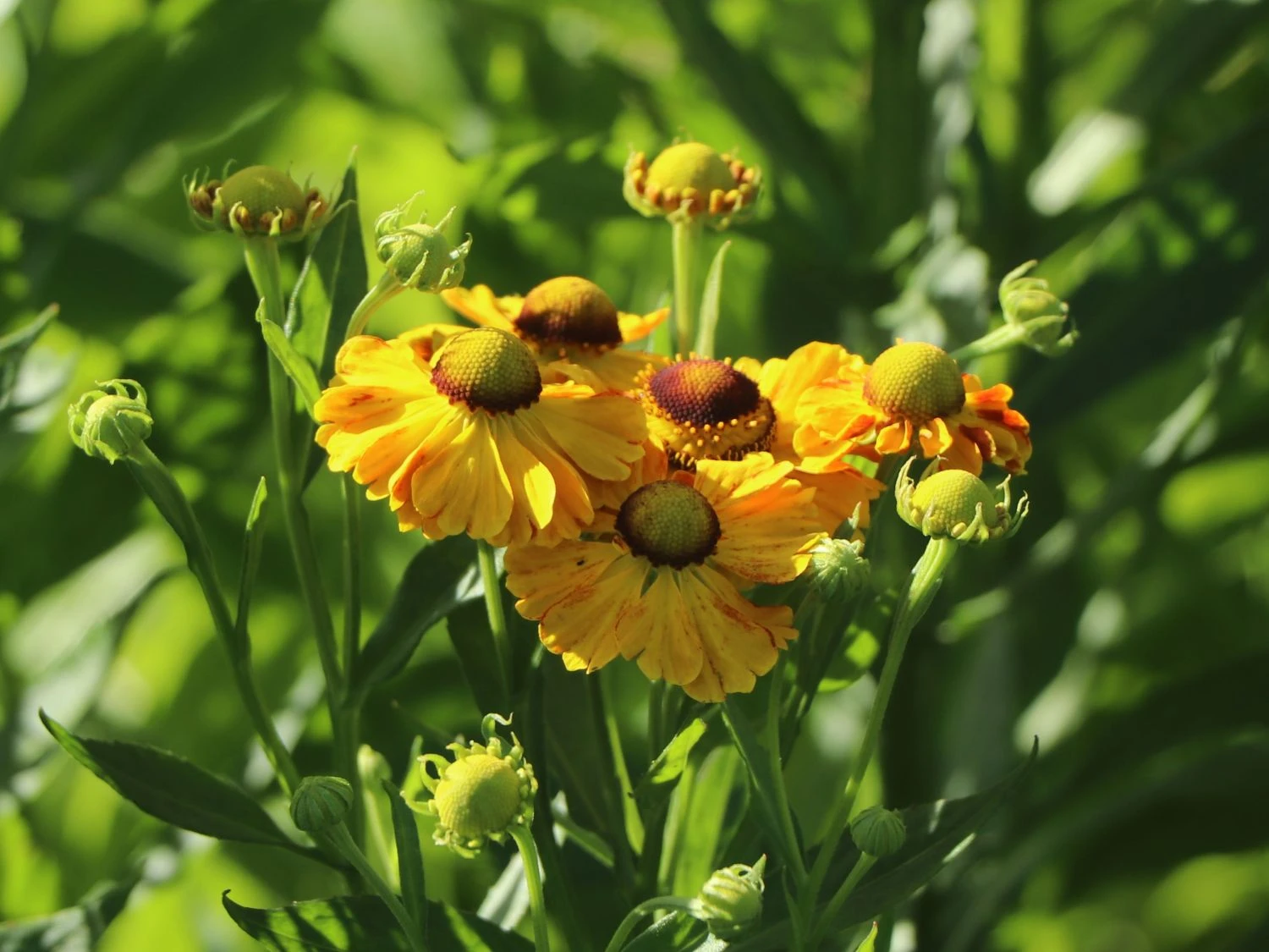 Sonnenbraut 'Zimbelstern' 12 Sonnenbraut 'Zimbelstern' – Bild 12