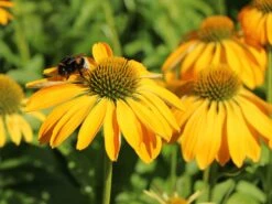 Scheinsonnenhut 'Prairie Blaze Yellow' -Edelrosen Geschaft sonnenhut blaze golden yellow m121524 w 0