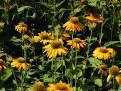 Scheinsonnenhut 'Prairie Blaze Yellow' -Edelrosen Geschaft sonnenhut blaze golden yellow m121524 w 1