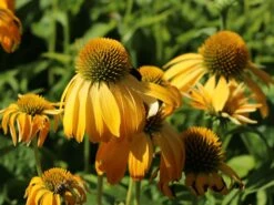 Scheinsonnenhut 'Prairie Blaze Yellow' -Edelrosen Geschaft sonnenhut blaze golden yellow m121524 w 2