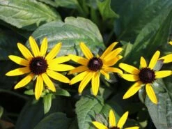 Sonnenhut 'Early Bird Gold' ® -Edelrosen Geschaft sonnenhut early bird gold m076812 w 0