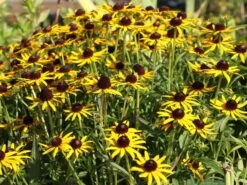 Sonnenhut 'Early Bird Gold' ® -Edelrosen Geschaft sonnenhut early bird gold m076812 w 2