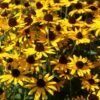 Sonnenhut 'Little Gold Star' ®