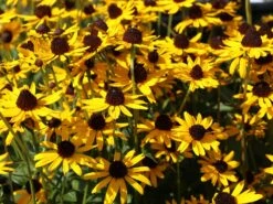 Sonnenhut 'Little Gold Star' ®