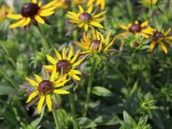 Sonnenhut 'Little Gold Star' ® -Edelrosen Geschaft sonnenhut little gold star m062950 w 0 1