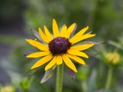 Sonnenhut 'Little Gold Star' ® -Edelrosen Geschaft sonnenhut little gold star m062950 w 0