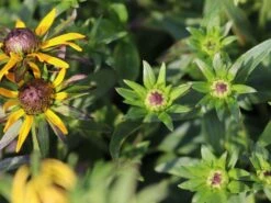 Sonnenhut 'Little Gold Star' ® -Edelrosen Geschaft sonnenhut little gold star m062950 w 1