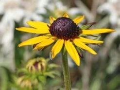 Sonnenhut 'Little Gold Star' ® -Edelrosen Geschaft sonnenhut little gold star m062950 w 2