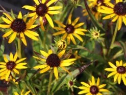 Sonnenhut 'Little Gold Star' ® -Edelrosen Geschaft sonnenhut little gold star m062950 w 3