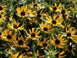 Sonnenhut 'Little Gold Star' ® -Edelrosen Geschaft sonnenhut little gold star m062950 w 4