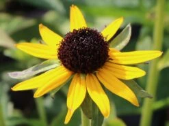 Sonnenhut 'Little Gold Star' ® -Edelrosen Geschaft sonnenhut little gold star m062950 w 6