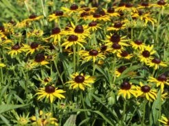 Sonnenhut 'Little Gold Star' ® -Edelrosen Geschaft sonnenhut little gold star m062950 w 7