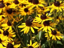 Sonnenhut 'Little Gold Star' ® -Edelrosen Geschaft sonnenhut little gold star m062950 w 8