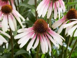 Sonnenhut 'Pretty Parasols' -Edelrosen Geschaft sonnenhut pretty parasols m117961 w 0