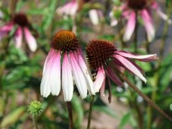 Sonnenhut 'Pretty Parasols' -Edelrosen Geschaft sonnenhut pretty parasols m117961 w 5