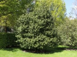 Stechpalme 'Blue Prince' ® -Edelrosen Geschaft stechpalme blue prince m002456 w 1