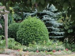 Stechpalme 'Blue Prince' ® -Edelrosen Geschaft stechpalme blue prince m002456 w 6