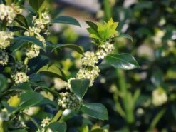 Stechpalme 'Heckenfee' 13 Stechpalme 'Heckenfee' -Edelrosen Geschaft stechpalme heckenfee m006392 w 0