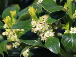 Stechpalme 'Heckenfee' 19 Stechpalme 'Heckenfee' -Edelrosen Geschaft stechpalme heckenfee m006392 w 1