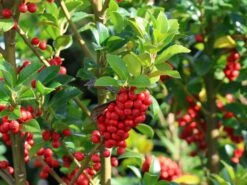 Stechpalme 'Heckenfee' 17 Stechpalme 'Heckenfee' -Edelrosen Geschaft stechpalme heckenfee m006392 w 2