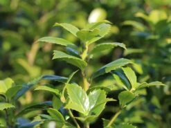 Stechpalme 'Heckenfee' 15 Stechpalme 'Heckenfee' -Edelrosen Geschaft stechpalme heckenfee s m006392 w 0