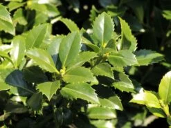 Stechpalme 'Heckenfee' 14 Stechpalme 'Heckenfee' -Edelrosen Geschaft stechpalme heckenfee s m006392 w 2