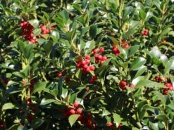 Stechpalme 'Heckenfee' 16 Stechpalme 'Heckenfee' -Edelrosen Geschaft stechpalme heckenfee s m006392 w 3