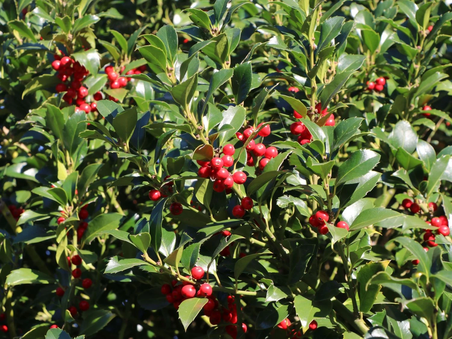 Stechpalme 'Heckenfee' 6 Stechpalme 'Heckenfee' – Bild 6