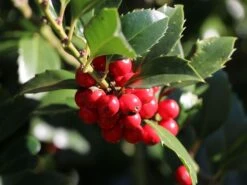 Stechpalme 'Heckenfee' 20 Stechpalme 'Heckenfee' -Edelrosen Geschaft stechpalme heckenfee s m006392 w 4