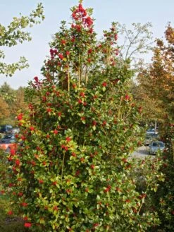 Stechpalme 'Heckenfee' 21 Stechpalme 'Heckenfee' -Edelrosen Geschaft stechpalme heckenfee s m006392 w 5