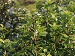 Stechpalme 'Heckenpracht' (S) -Edelrosen Geschaft stechpalme heckenpracht s m006390 w 0