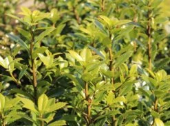 Stechpalme 'Heckenpracht' (S) -Edelrosen Geschaft stechpalme heckenpracht s m006390 w 1