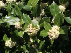 Stechpalme 'Heckenpracht' (S) -Edelrosen Geschaft stechpalme heckenpracht s m006390 w 2