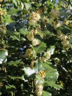 Stechpalme 'Heckenpracht' (S) -Edelrosen Geschaft stechpalme heckenpracht s m006390 w 3