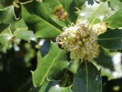 Stechpalme 'Heckenpracht' (S) -Edelrosen Geschaft stechpalme heckenpracht s m006390 w 4