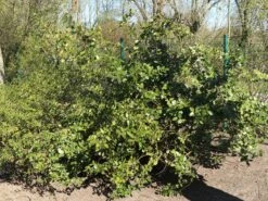 Stechpalme 'Heckenpracht' (S) -Edelrosen Geschaft stechpalme heckenpracht s m006390 w 5