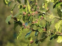 Stechpalme 'Heckenpracht' (S) -Edelrosen Geschaft stechpalme heckenpracht s m006390 w 6