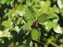 Stechpalme 'Heckenpracht' (S) -Edelrosen Geschaft stechpalme heckenpracht s m006390 w 7