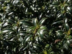 Stechpalme 'Heckenzwerg' ® -Edelrosen Geschaft stechpalme heckenzwerg m052654 w 1