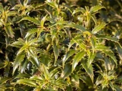 Stechpalme 'Heckenzwerg' ® -Edelrosen Geschaft stechpalme heckenzwerg m052654 w 4