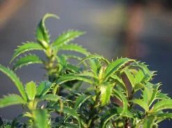 Stechpalme 'Heckenzwerg' ® -Edelrosen Geschaft stechpalme heckenzwerg m052654 w 5